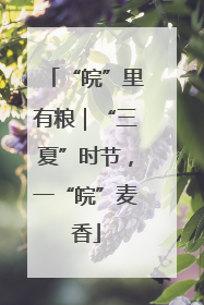 “皖”里有粮｜“三夏”时节，一“皖”麦香