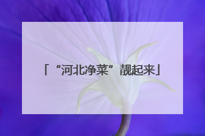 “河北净菜”靓起来