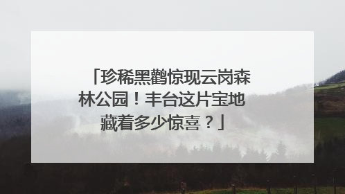 珍稀黑鹳惊现云岗森林公园！丰台这片宝地藏着多少惊喜？