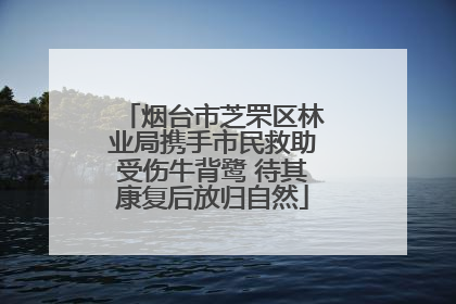 烟台市芝罘区林业局携手市民救助受伤牛背鹭 待其康复后放归自然