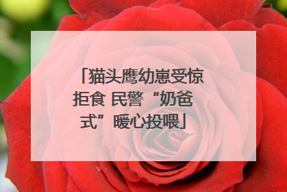 猫头鹰幼崽受惊拒食 民警“奶爸式”暖心投喂