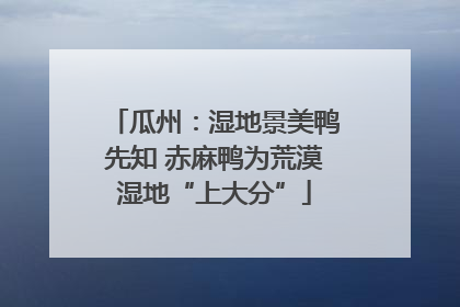 瓜州：湿地景美鸭先知 赤麻鸭为荒漠湿地“上大分”
