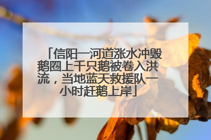 信阳一河道涨水冲毁鹅圈上千只鹅被卷入洪流，当地蓝天救援队一小时赶鹅上岸