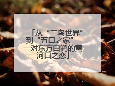 从“二鸟世界”到“五口之家” 一对东方白鹳的黄河口之恋