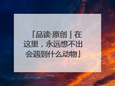 品读·原创｜在这里，永远想不出会遇到什么动物
