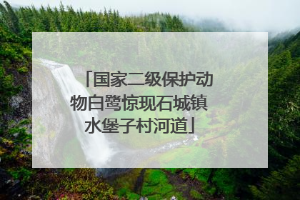国家二级保护动物白鹭惊现石城镇水堡子村河道