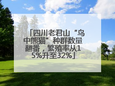 四川老君山“鸟中熊猫”种群数量翻番，繁殖率从15%升至32%