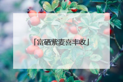 富硒紫麦喜丰收
