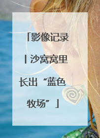 影像记录丨沙窝窝里长出“蓝色牧场”
