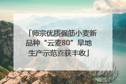 师宗优质强筋小麦新品种“云麦80”旱地生产示范喜获丰收