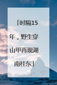 时隔15年，野生穿山甲再现湖南桂东