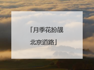 月季花扮靓北京道路