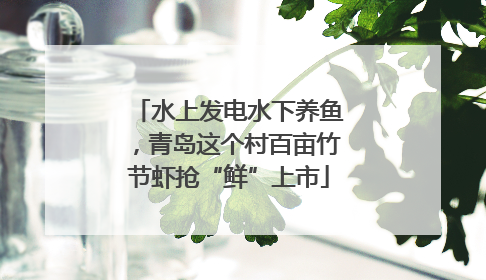水上发电水下养鱼，青岛这个村百亩竹节虾抢“鲜”上市