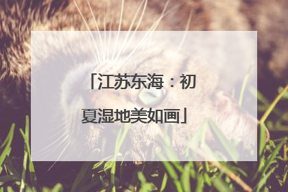 江苏东海：初夏湿地美如画