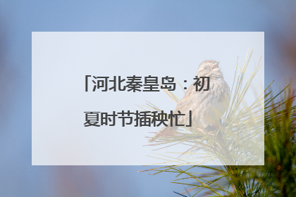 河北秦皇岛：初夏时节插秧忙