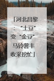 河北昌黎：“土豆”变“金豆” 马铃薯丰收采挖忙
