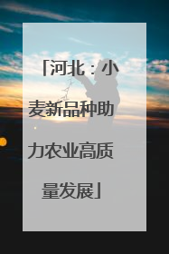 河北：小麦新品种助力农业高质量发展