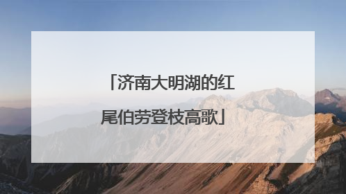 济南大明湖的红尾伯劳登枝高歌