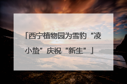西宁植物园为雪豹“凌小蛰”庆祝“新生”