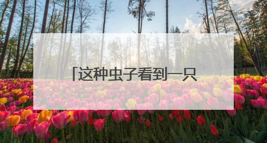 这种虫子看到一只家里很可能有一万只，除虫攻略→