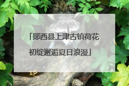 郧西县上津古镇荷花初绽邂逅夏日浪漫