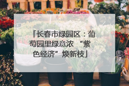长春市绿园区：葡萄园里绿意浓 “紫色经济”焕新枝