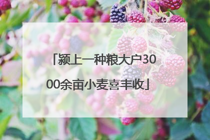 颍上一种粮大户3000余亩小麦喜丰收