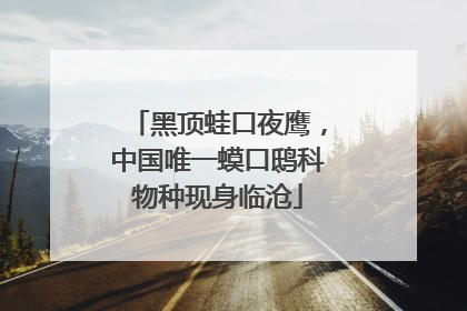 黑顶蛙口夜鹰，中国唯一蟆口鸱科物种现身临沧
