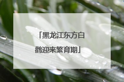 黑龙江东方白鹳迎来繁育期