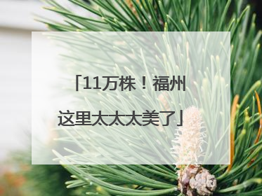 11万株！福州这里太太太美了